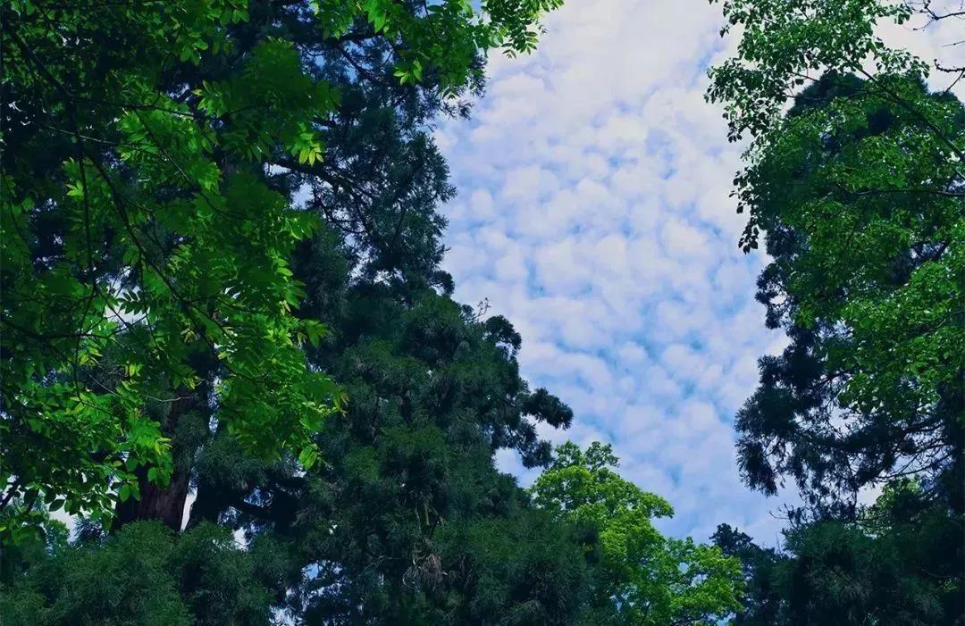 植樹(shù)節(jié)|守護(hù)綠色家園的秘密武器！