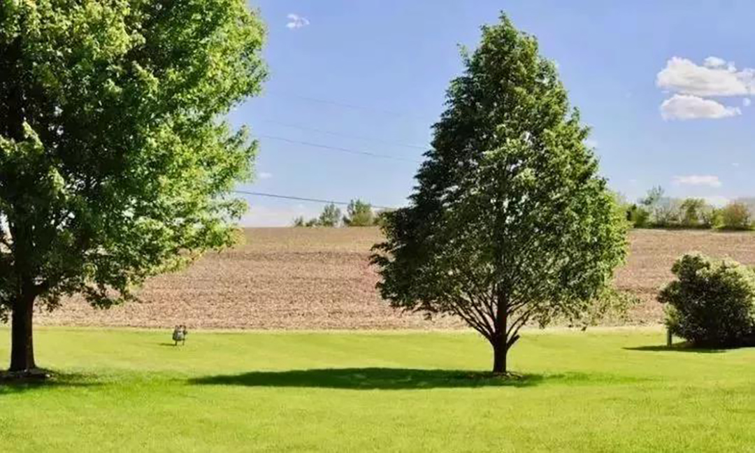 植樹(shù)節(jié)|守護(hù)綠色家園的秘密武器！