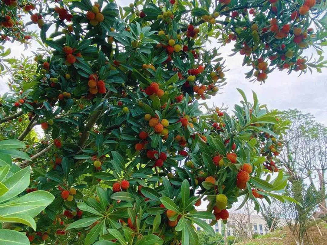 風(fēng)景這邊獨(dú)好!東大環(huán)境美景一覽,請(qǐng)查收